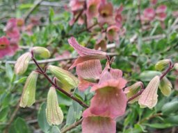 Salvia lanceolata buds and calyces